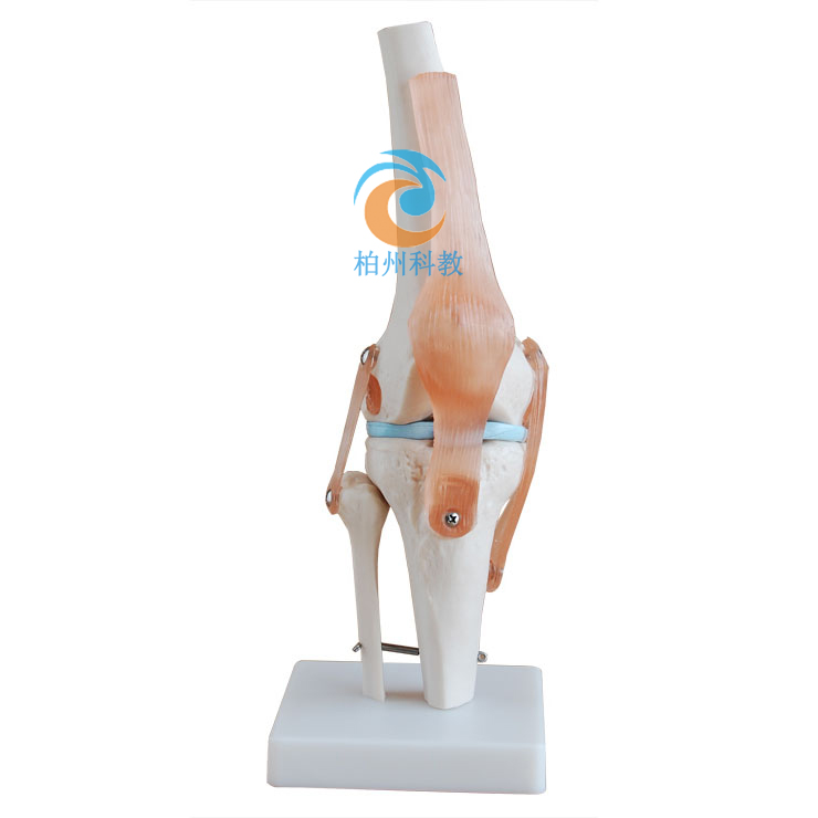 膝关节模型（自然大）