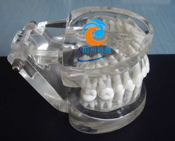 标准水晶牙列模型(带颌架)
