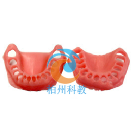 软牙龈模型