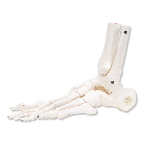 足骨骼(带有可灵活活动的胫骨和腓骨)左-德国3B