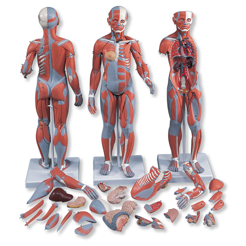 完整两性人体肌肉模型(带内部器官)33部分