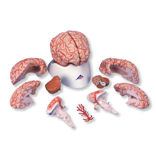 进口豪华型脑模型带动脉(9部分)-德国3B-C20