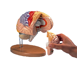 进口神经解剖脑模型(4部分)中文标注-德国3B