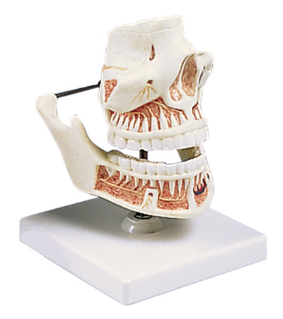 进口成人牙齿模型-德国3B-VE281