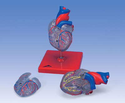 进口2部分经典心脏与心传导系统模型-德国3B