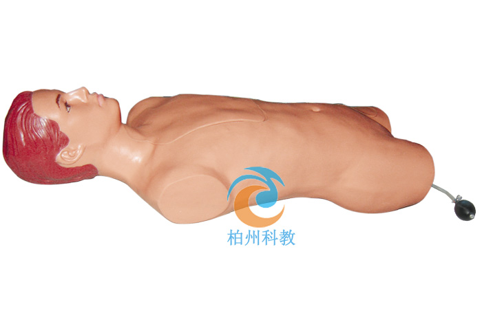 腹腔与股静脉穿刺模型
