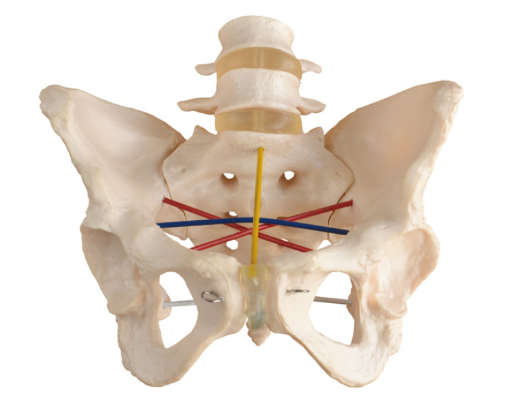 骨盆测量示教模型