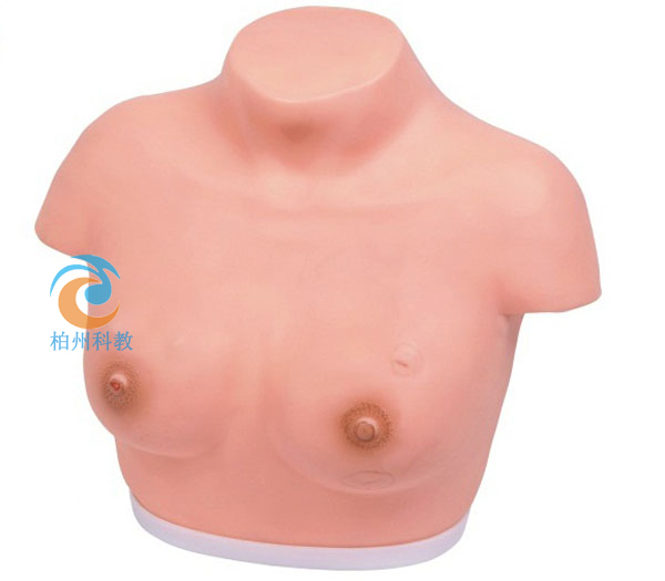 乳房检查模型