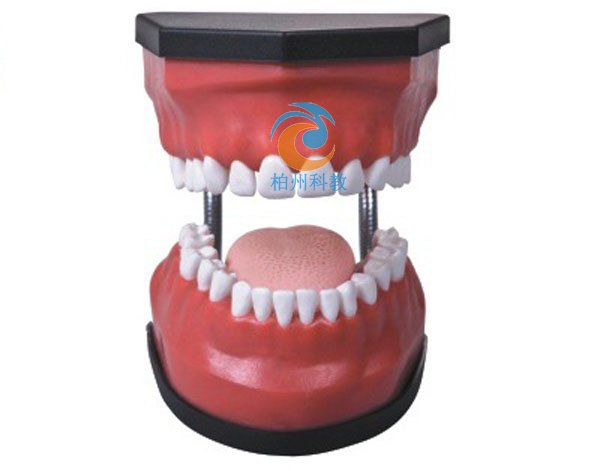 豪华型牙护理保健模型（32颗牙，可脱卸）（放大5倍）