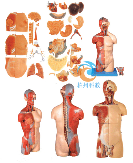 男性、女性外两性互换肌肉内脏背部开放式头颈躯干模型