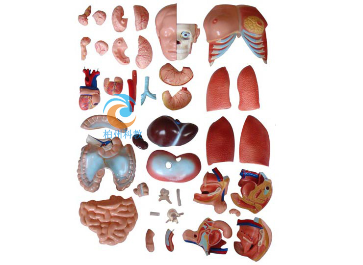 两性互换躯干模型85cm(40件)