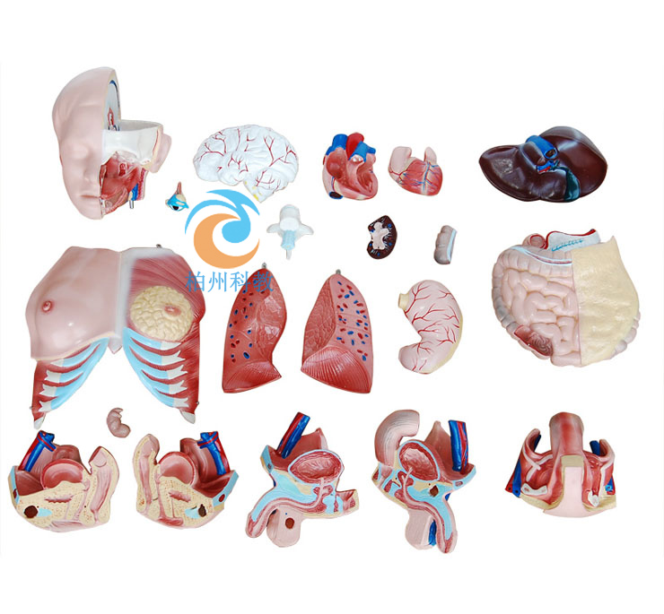 三性互换躯干模型85cm(21件)