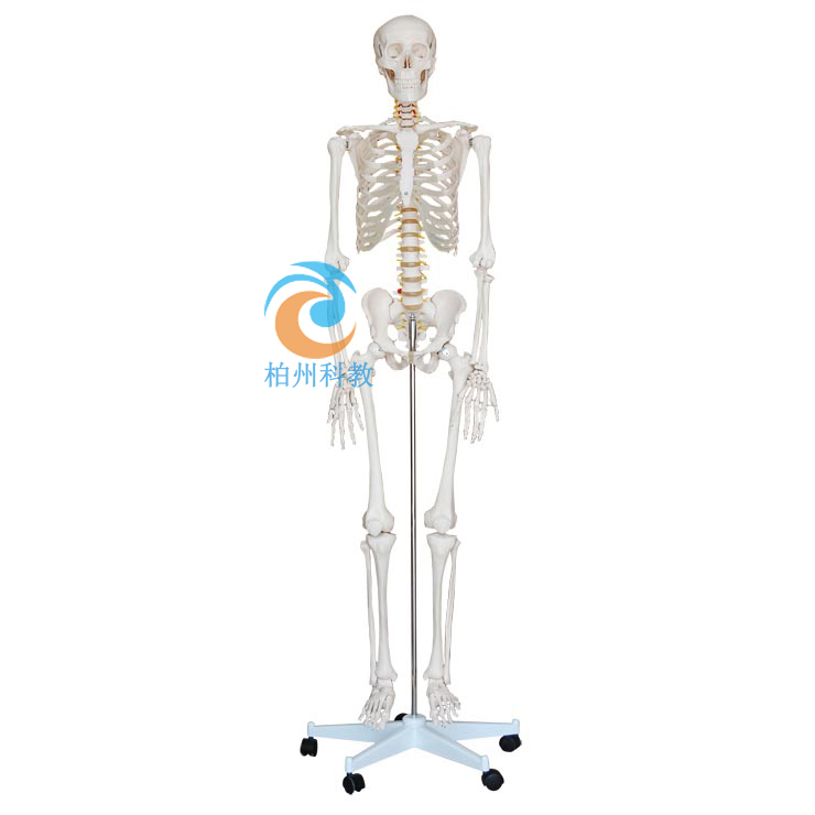 人体骨骼模型（高180cm）