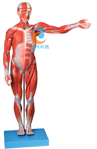 人体全身肌肉解剖模型