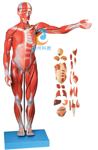 人体全身肌肉附内脏模型