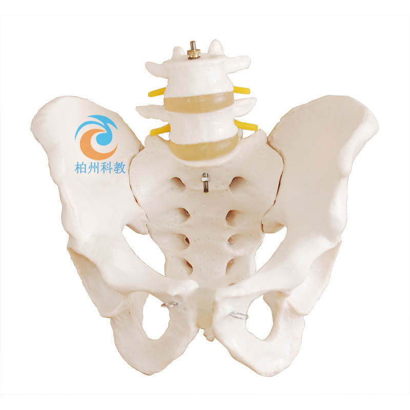 骨盆带二节腰椎模型(自然大)