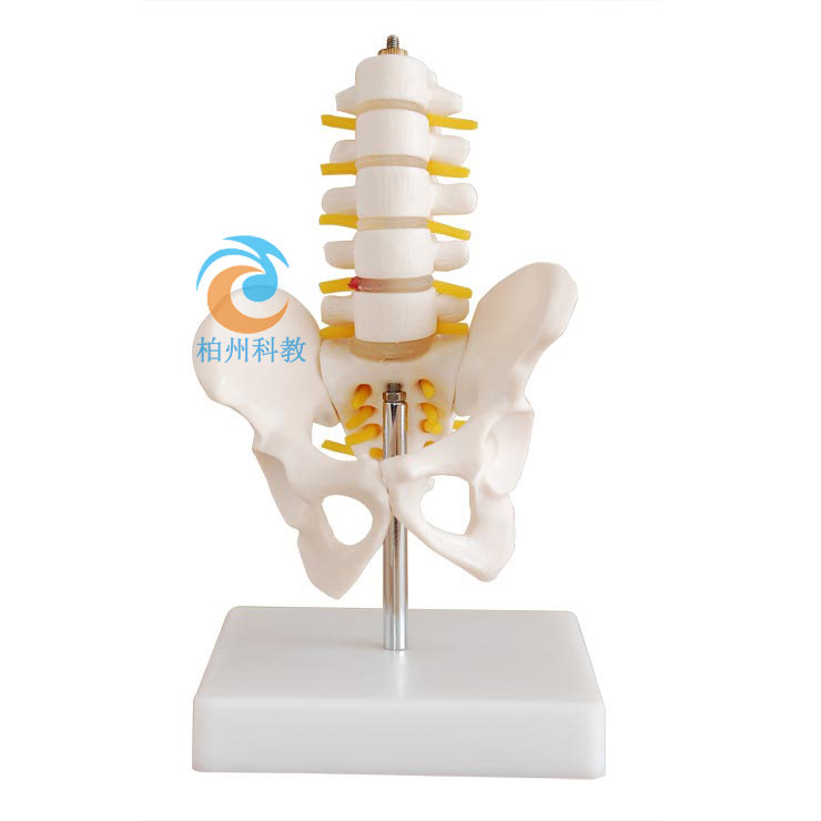 小型骨盆带五节腰椎模型