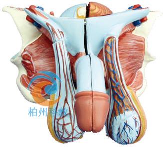 高级男性内外生殖器模型5件