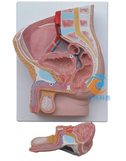 男性矢状解剖模型