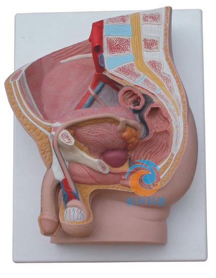 男性矢状解剖模型