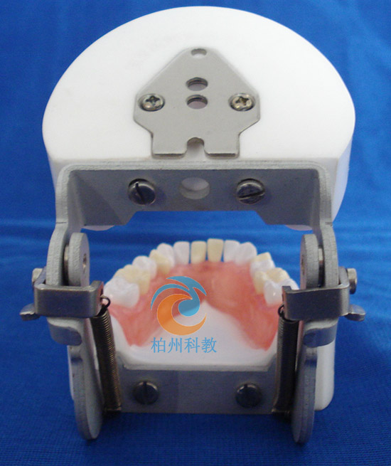 医师资格考试拔牙模型