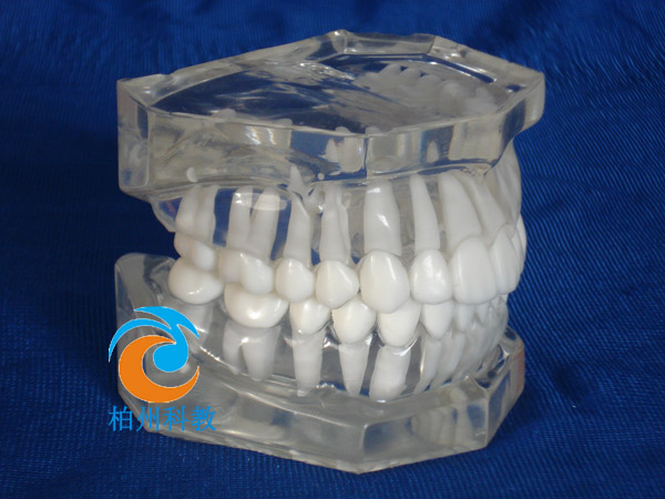 标准水晶牙列模型(无颌架)