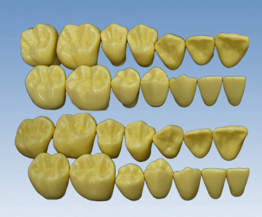 单色无根恒牙模型