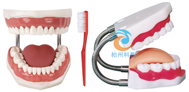 牙护理保健模型