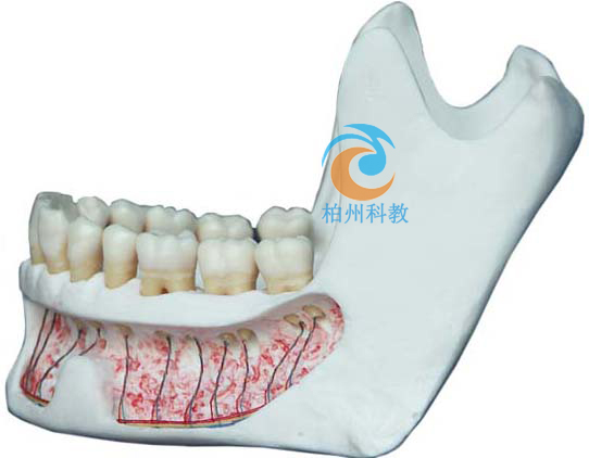 仿真下颌骨