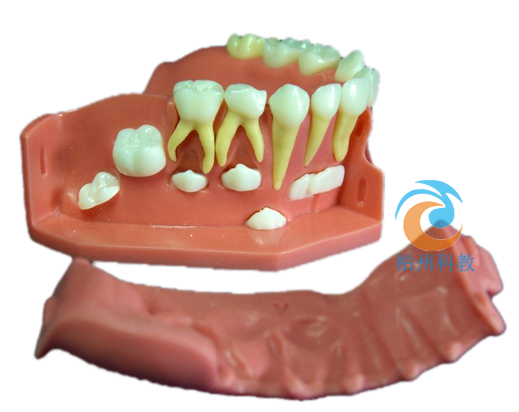 牙列发育模型B