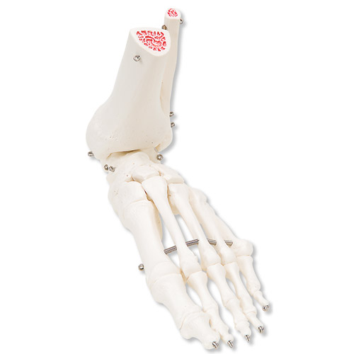 足骨骼(带有不锈钢丝连接可活动的胫骨和腓骨)左