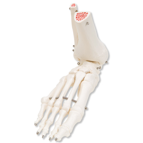 足骨骼(带有不锈钢丝连接可活动的胫骨和腓骨)右