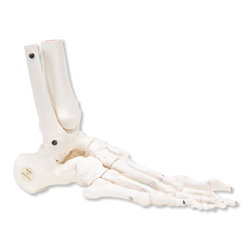 足骨骼(带有可灵活活动的胫骨和腓骨)右-德国3B
