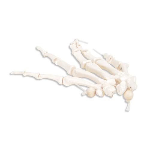 进口手骨骼(用尼龙绳松动连接)左-德国3B-A40/2L