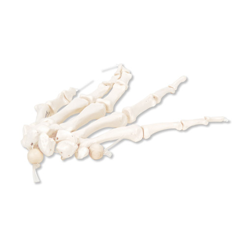 进口手骨骼(用尼龙绳松动连接)右-德国3B-A40/2R