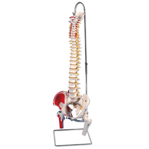 带股骨头和着色肌肉的经典活动脊柱模型-德国3B