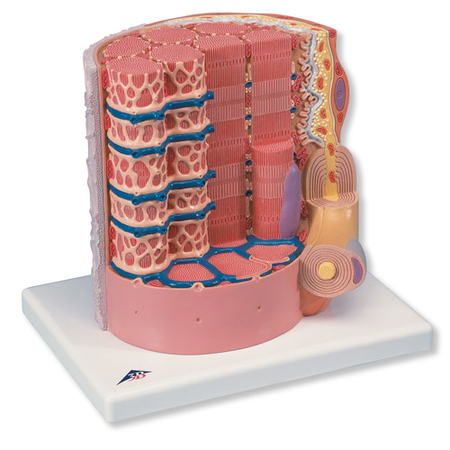 进口3B MICROanatomy™ 肌纤维-德国3B