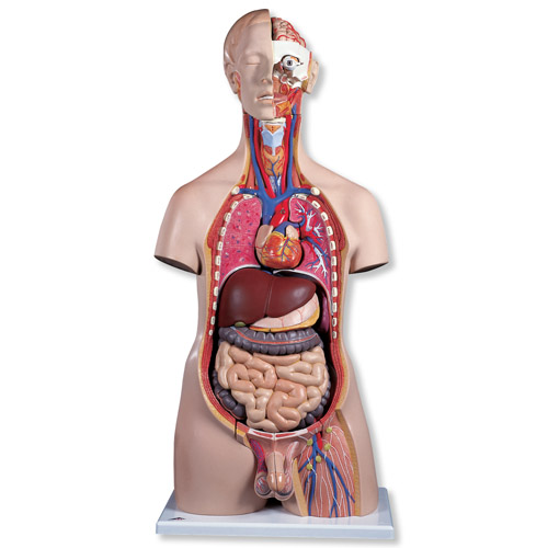 进口男性豪华型躯干模型(带头)20部分-德国3B-B15