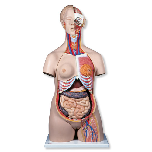 进口豪华型两性躯干模型(24部分)-德国3B-B30