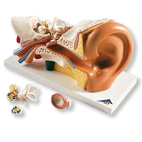 进口耳模型(实物3倍)4部分-德国3B-E10