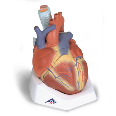 进口心脏模型(7部分)-德国3B-VD253