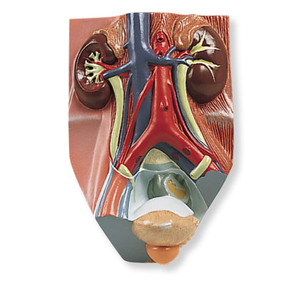 进口男性泌尿系统模型(实物的0.75倍)-德国3B