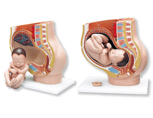 进口妊娠骨盆模型-德国3B-L20
