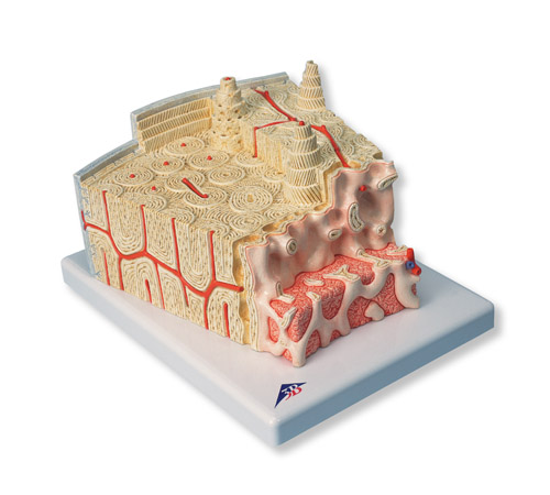 进口骨结构模型-德国3B-A79