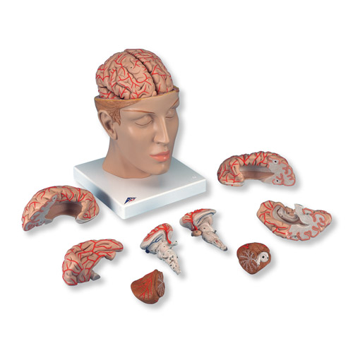 进口豪华型脑模型带颅底动脉(8部分)-德国3B-C2
