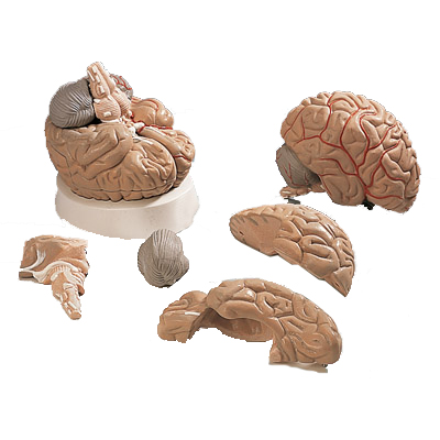 进口脑及动脉模型(5部分)-德国3B-VH405