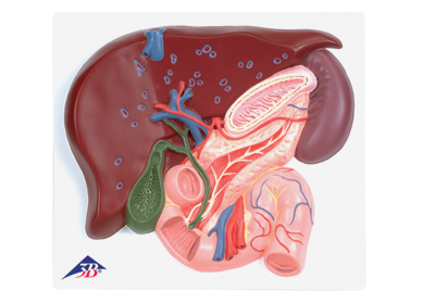进口肝脏带胆囊、胰和十二指肠模型-德国3B