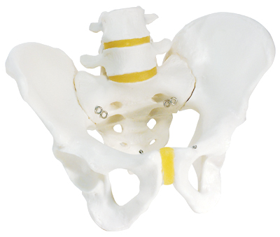 进口男性骨盆骨骼模型-德国3B-A60