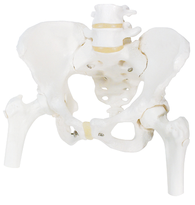 进口女性骨盆骨骼模型(带可拆卸股骨头)-德国3B