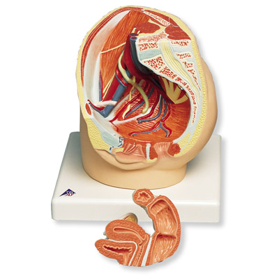 进口2部分女性骨盆模型-德国3B-VG366